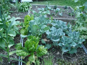Swiss Chard & Broccoli plants in my garden.