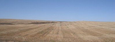 Wheat field in Eastern Washington, an agricultural crop.