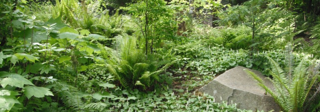 The Native Plant Garden at Point Defiance Park in Tacoma, Washington