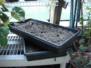 Many native plant seeds need to be left outside over the winter. Covering them with hardware or another tray with small mesh openings may discourage seed eaters & herbivores, rodents, birds, slugs, rabbits, etc.)