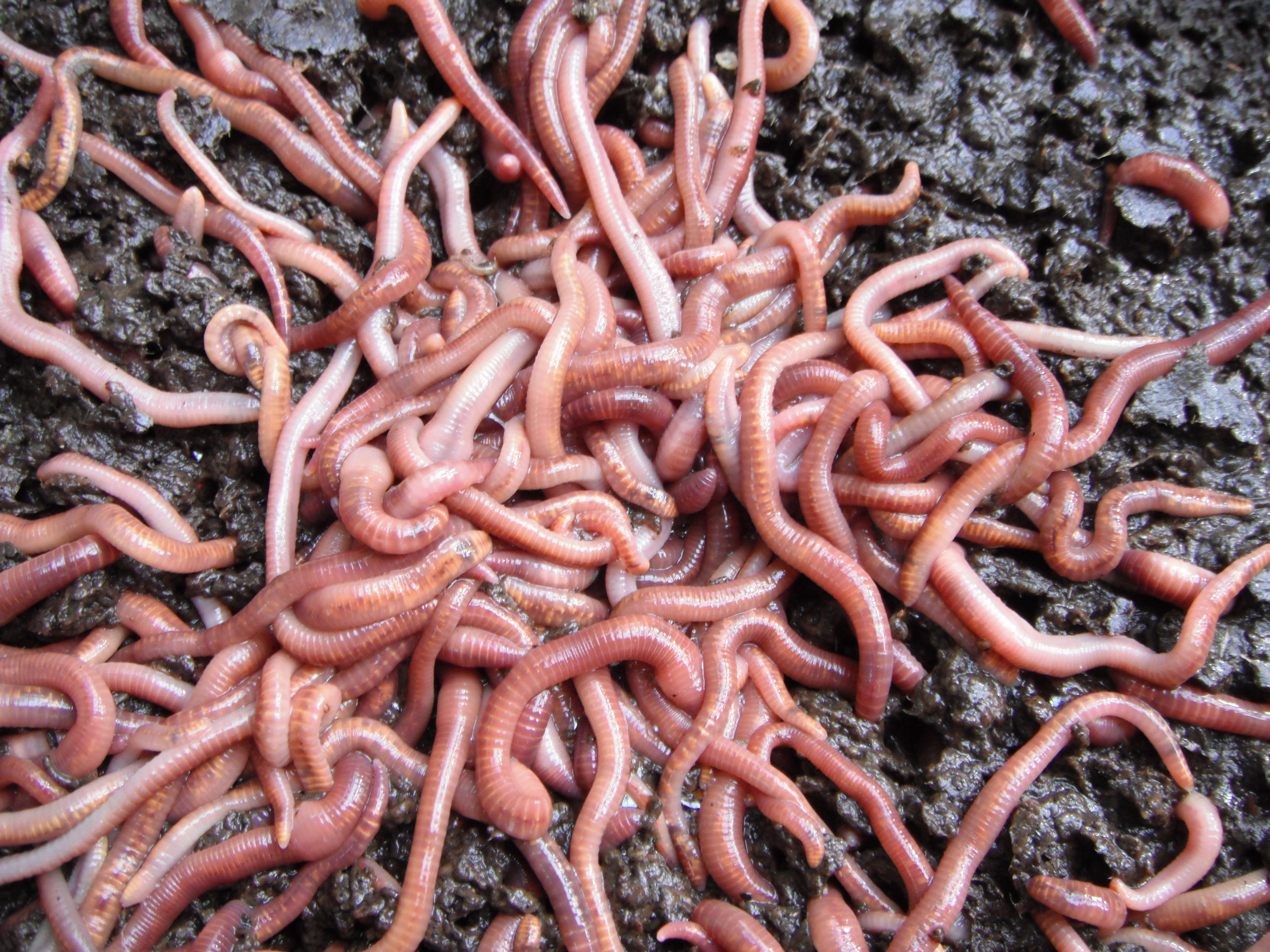 My worms huddling together on a cold winter day.