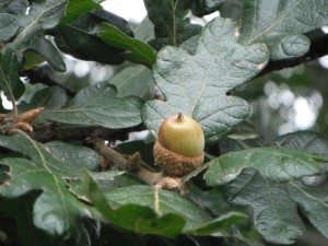 Acorns are nutritious food for squirrels & jays.