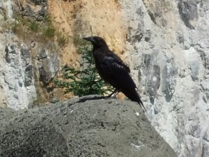 A Raven