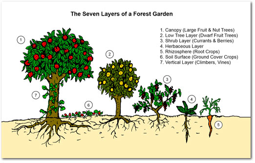 food_forest_layers