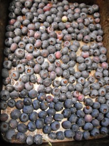 Blueberries, frozen on a tray prior to packaging.
