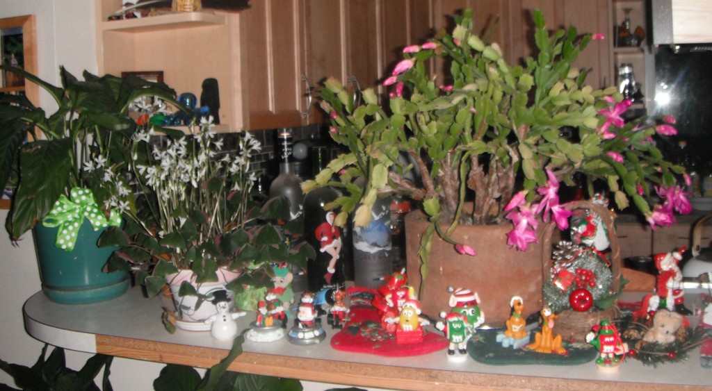 A Christmas Cactus I have had for many years. To the left with the white flowers is an Oxalis, I received one year as "Shamrocks" on St. Patrick's Day.