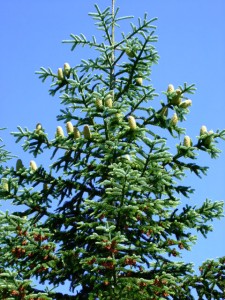 An older Noble Fir with cones