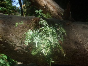 Leathery Polypody, Polypodium scouleri,