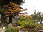 Elandan Gardens Bonsai